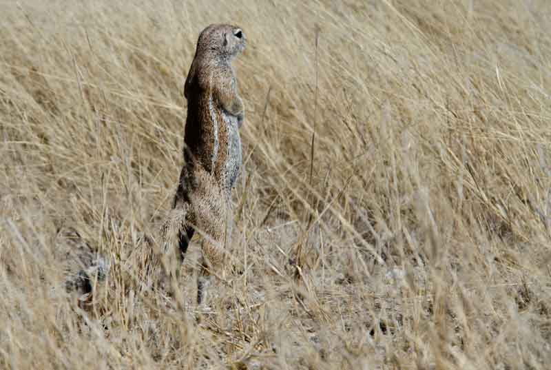 251 - Namibia - ardilla - parque nacional de Etosha